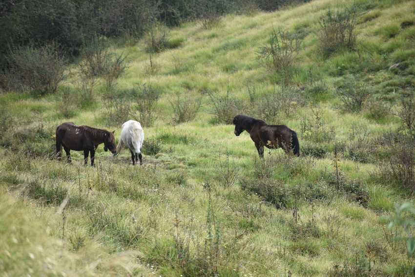 Mardi Base Camp Trek - Explore With Pratap 7